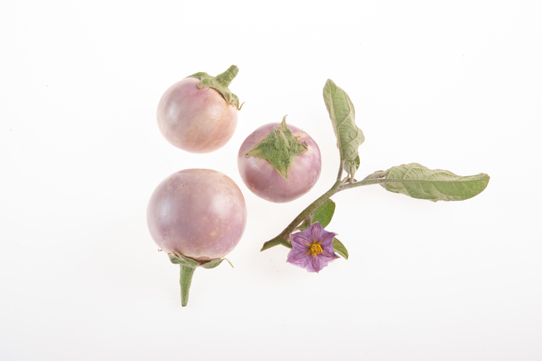 Lao Lavena